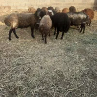 میش‌ و بره