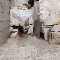 سلام یک عدد مرغ و خروس گلپایگان