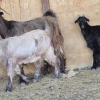 دو راس بز دوکهره ای  دوباره آبستن|حیوانات مزرعه|کوار, |دیوار