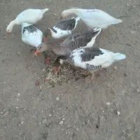 غاز|حیوانات مزرعه|خرمآباد, |دیوار