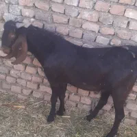 بزغاله نرچاق