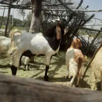 نری فروشی جوان و سرحال