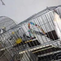 یه جفت عروس هلندی با چهار جوجه ۵ شش ماهه|پرنده|پیشوا, |دیوار