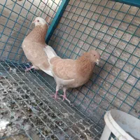 کبوتر پرشی|پرنده|اسلام‌شهر, باغ فیض|دیوار