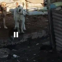 سگ خراسانی ماده