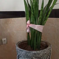 گل سانسوریا