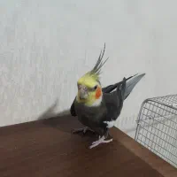 عروس هلندی نر