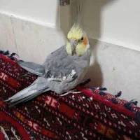 عروس هلندی نر ( سینامون )