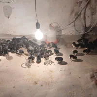 جوجه استرالوپ ۱ روزه تا ۱ ماهه