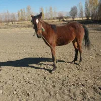 اسب مادیان|اسب و تجهیزات اسب‌سواری|الشتر, |دیوار