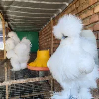 مولد ابریشمی وارداتی