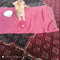 واگذار رایگان