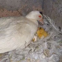اردک مسکویی بابچه یک روزه اصل چشم زاغ خوش ذات جوان