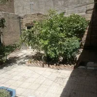 خرگوش ۱۲ تا