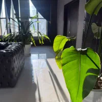 اجاره ۳۰۰ متر ویلا + ۱۰۰ متر سوییت + ۱۰۰ متر تراس