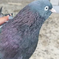 سبز آبادانی