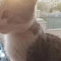 گربه DSH