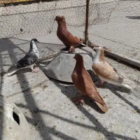 کفتر،کبوتر،پرنده،پلاس،رواعب