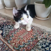 واگذاری گربه dsh