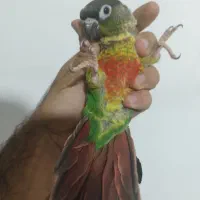 گرنچیک سخنگو و دستی