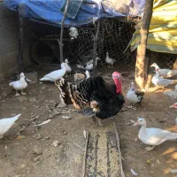 اردک اسرائیلی ماده
