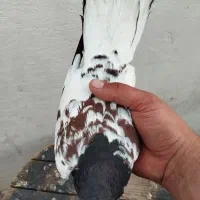 کفتر شهری|پرنده|شیراز, کرونی(خاتونک)|دیوار