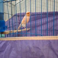 جفت قناری موزایکی