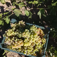 فروش جعبه سیب
