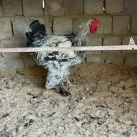 خروس محلی و خروس برهما|حیوانات مزرعه|مشکین‌دشت, |دیوار