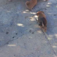 سگ شیتزو شناسنامه دار|سگ|سنندج, |دیوار