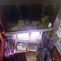 آکواریوم باکلبه وپایه اهنی