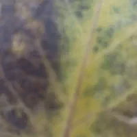 زمین کشاورزی جهت اجاره