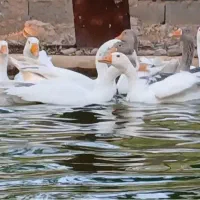 غاز نر و ماده (نراق)