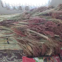 جارو شهری قرمز درجه ۱