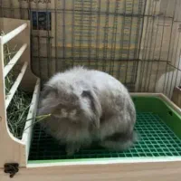 خرگوش های خانگی tedy|موش و خرگوش|کرج, کیانمهر|دیوار