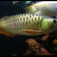 اروانا آلبینو و سفره ماهی