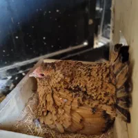 مرغ مینیاتوری گلین