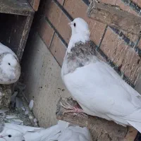 طوقی نر و ماده