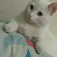 گربه نژاد تورکیش