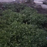 شتل گوجه