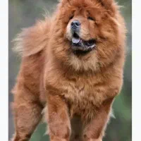 چاو چاو چوچو