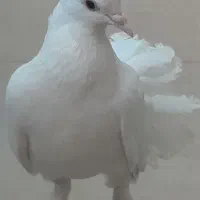 کبوتر فروشی