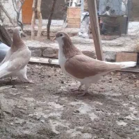 پیدا کردم|حیوانات|سبزوار, ایزی شهر|دیوار