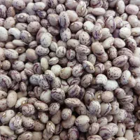 حبوبات ،لوبیا پلویی ، لپه اذر شهری و