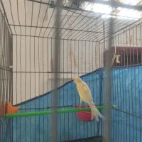 قناری دو عدد مست مست|پرنده|بروجرد, |دیوار