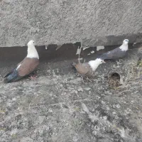 کبوتر کله سفید،کربلایی،مخمل