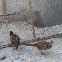 مرغ وخروس زینتی|حیوانات مزرعه|نیشابور, دارایی|دیوار