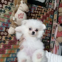 پامر عروسکی