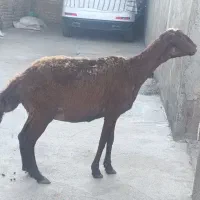 2راس گوسفند جوان گوشتی