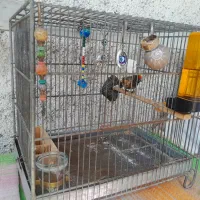 سهره قناری گلبسر